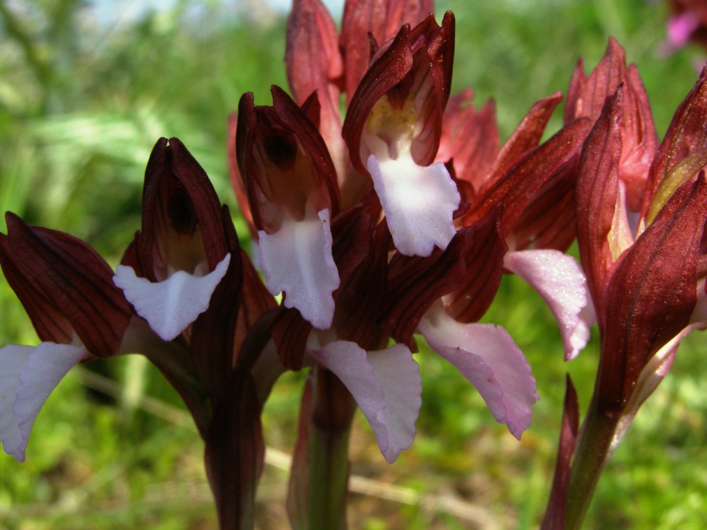 Orchidee da determinare: Ophrys lutea e A. papilionacea